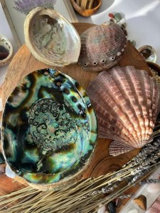 Green Abalone Sea Shell