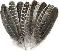 Natural Turkey Feather
